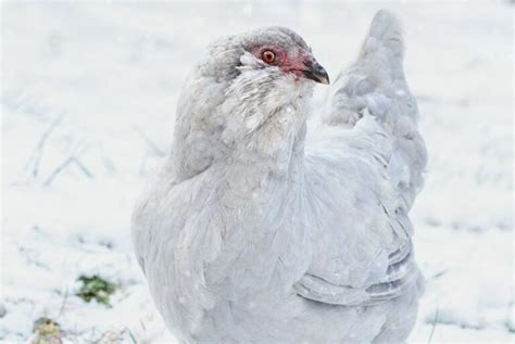 Ameraucana Chicken: Pictures, Facts, Lifespan, Behavior & Care Guide.